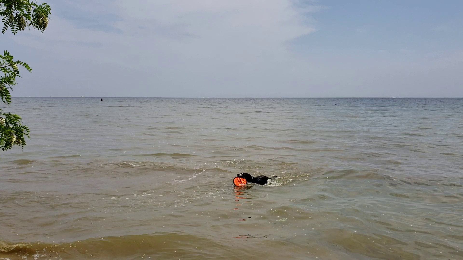 Lewis in Ocean
